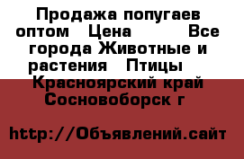 Продажа попугаев оптом › Цена ­ 500 - Все города Животные и растения » Птицы   . Красноярский край,Сосновоборск г.